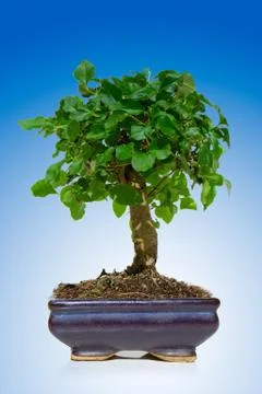 Bonsai tree Foto stock