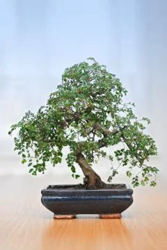 Bonsai tree Foto stock