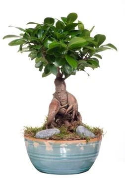 Bonsai tree Foto stock