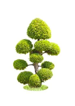 Bonsai tree Stock Photos