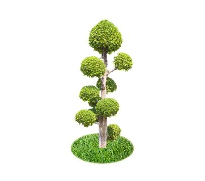 Bonsai tree Stock Photos