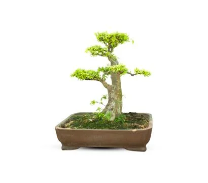 Bonsai tree Stock Photos