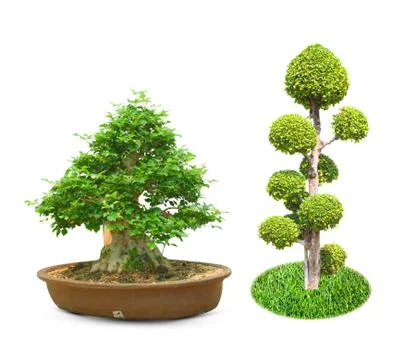 Bonsai tree Stock Photos