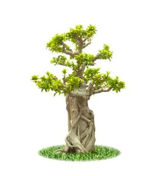 Bonsai tree Stock Photos