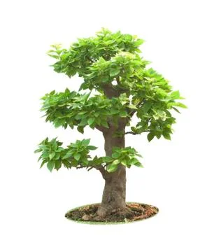 Bonsai tree Stock Photos