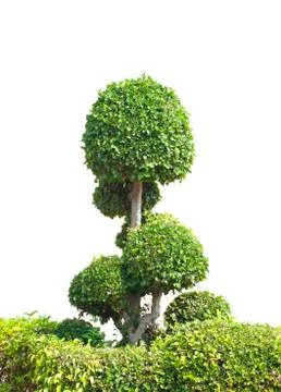 Bonsai tree Stock Photos
