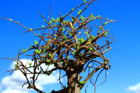 Bonsai tree Foto stock