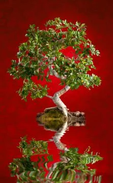 Bonsai tree Stock Photos