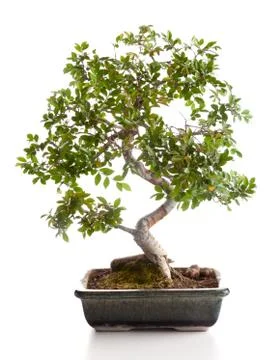 Bonsai tree Stock Photos