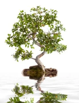 Bonsai tree Stock Photos