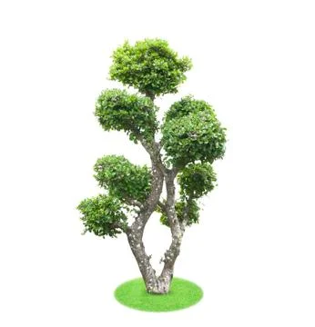 Bonsai tree Stock Photos
