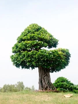 Bonsai tree Stockfoto's