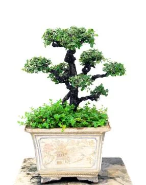 Bonsai tree Stock Photos