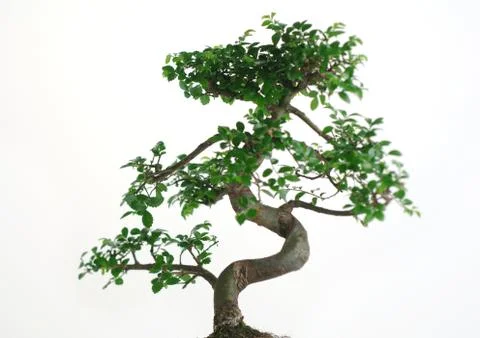 Bonsai tree Stock Photos