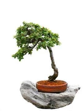 Bonsai tree Stock Photos