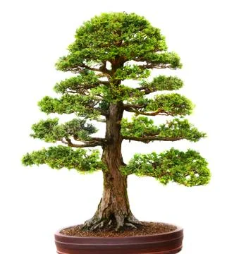 Bonsai tree Stock Photos
