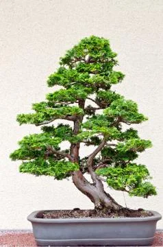 Bonsai tree Stock Photos