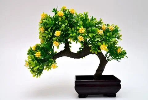 Bonsai tree Stock Photos
