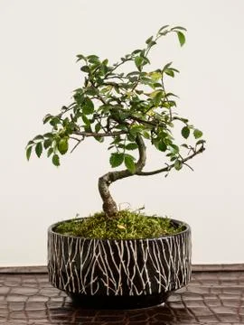 Bonsai tree Stock Photos
