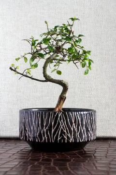 Bonsai tree Stock Photos