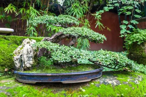 Bonsai tree Stock Photos