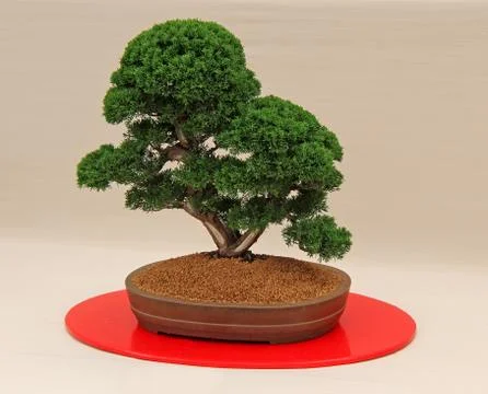 Bonsai Tree. Stock Photos
