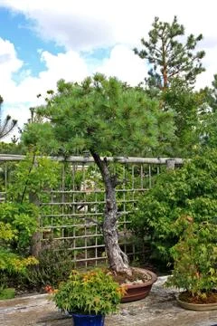 Bonsai tree Stock Photos