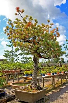 Bonsai tree Stock Photos