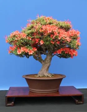 Bonsai Tree. Stock Photos
