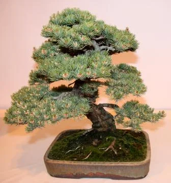 Bonsai Tree. Stock Photos