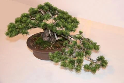 Bonsai Tree. Foto stock