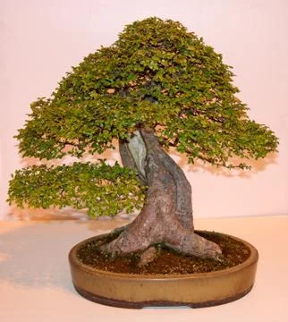 Bonsai Tree. Stock Photos