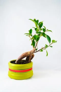 Bonsai Tree Stock Photos