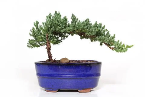 Bonsai Tree Stock Photos