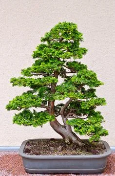 Bonsai tree Stock Photos