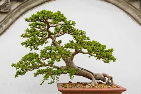 Bonsai tree Stock Photos
