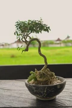 Bonsai Tree 写真素材