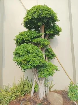 Bonsai tree Stock Photos