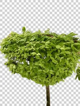 Bonsai tree Stock Photos