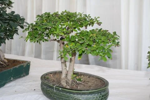 Bonsai tree plant Stock Photos
