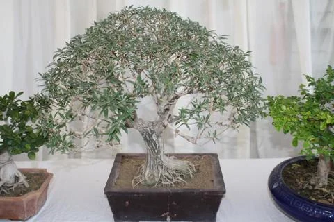Bonsai tree plant Stock Photos