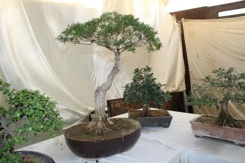 Bonsai tree plant Stock Photos