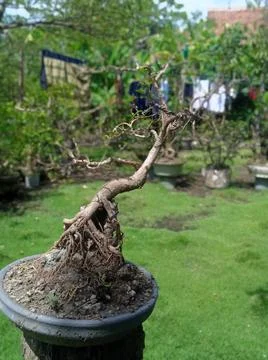 Bonsai tree plant Stock-Fotos