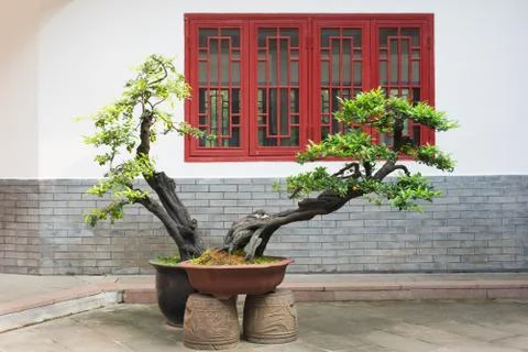 Bonsai tree in a pot with a brick wall and red window in the bac 写真素材