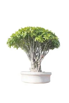 Bonsai tree in a pot Stock Photos