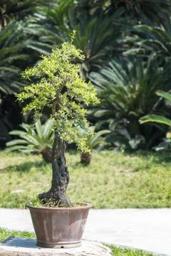 Bonsai tree in a pot Stockfoto's