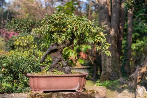 Bonsai tree in a pot Stockfoto's