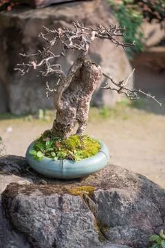 Bonsai tree in a pot Stock Photos
