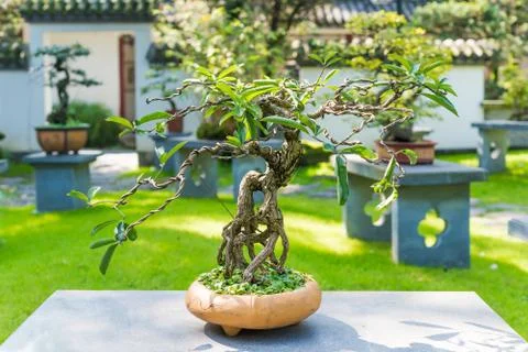 Bonsai tree in a pot on a stone table Stock Photos