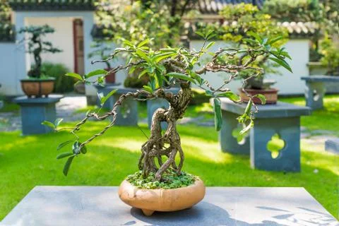 Bonsai tree in a pot on a stone table in sunlight Stock Photos